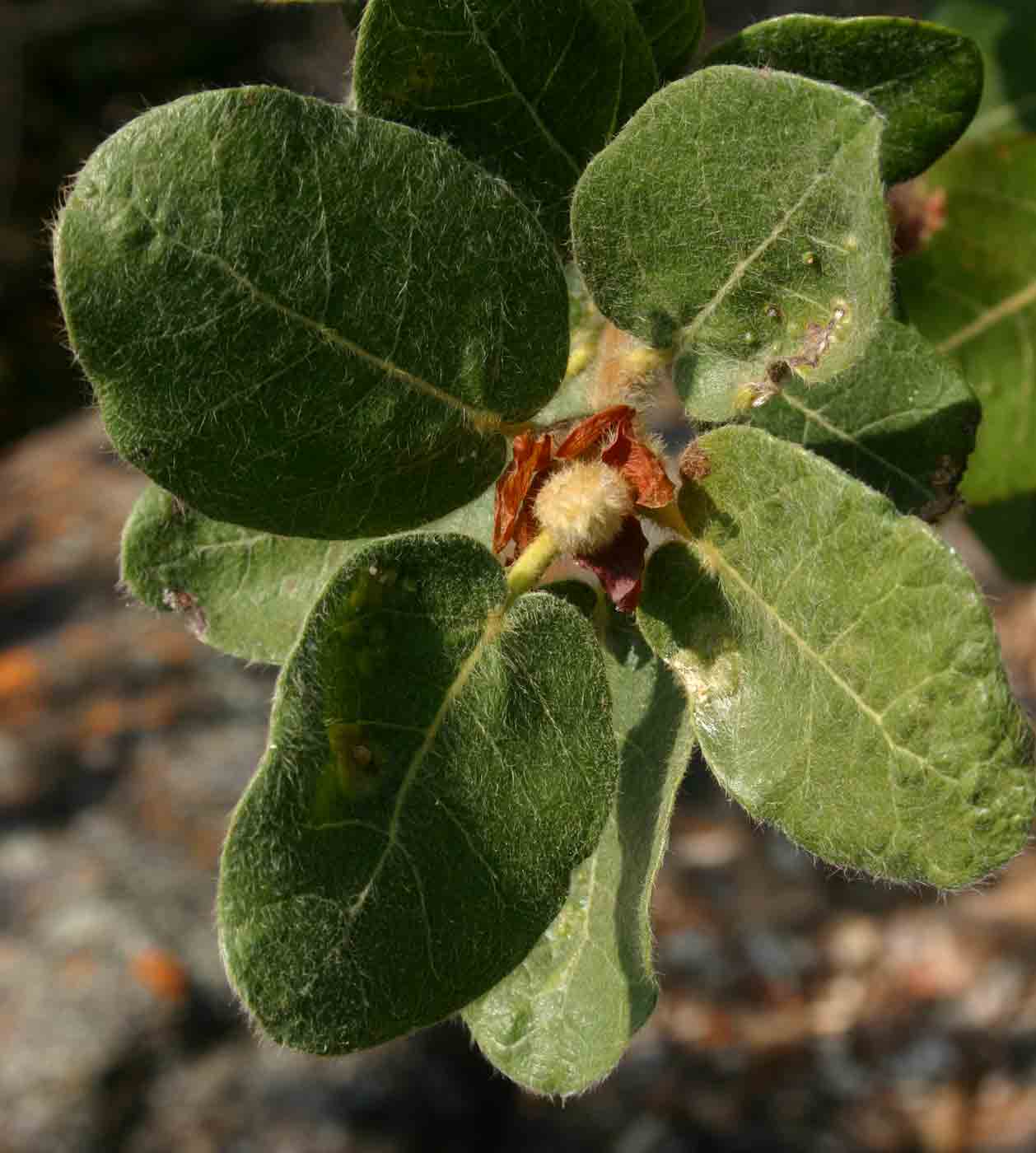 Ficus glumosa