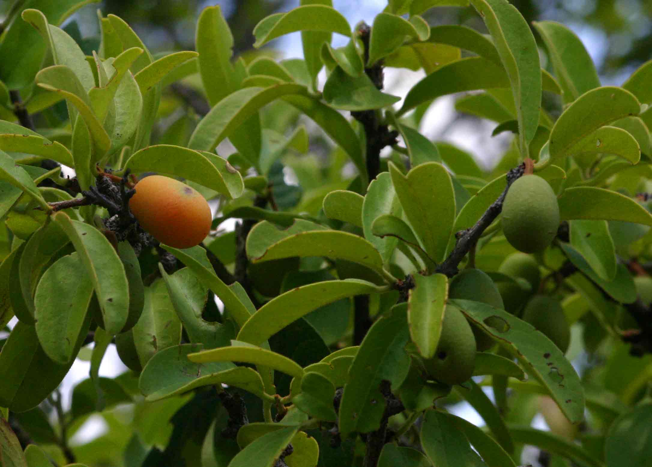 Ximenia caffra var. caffra