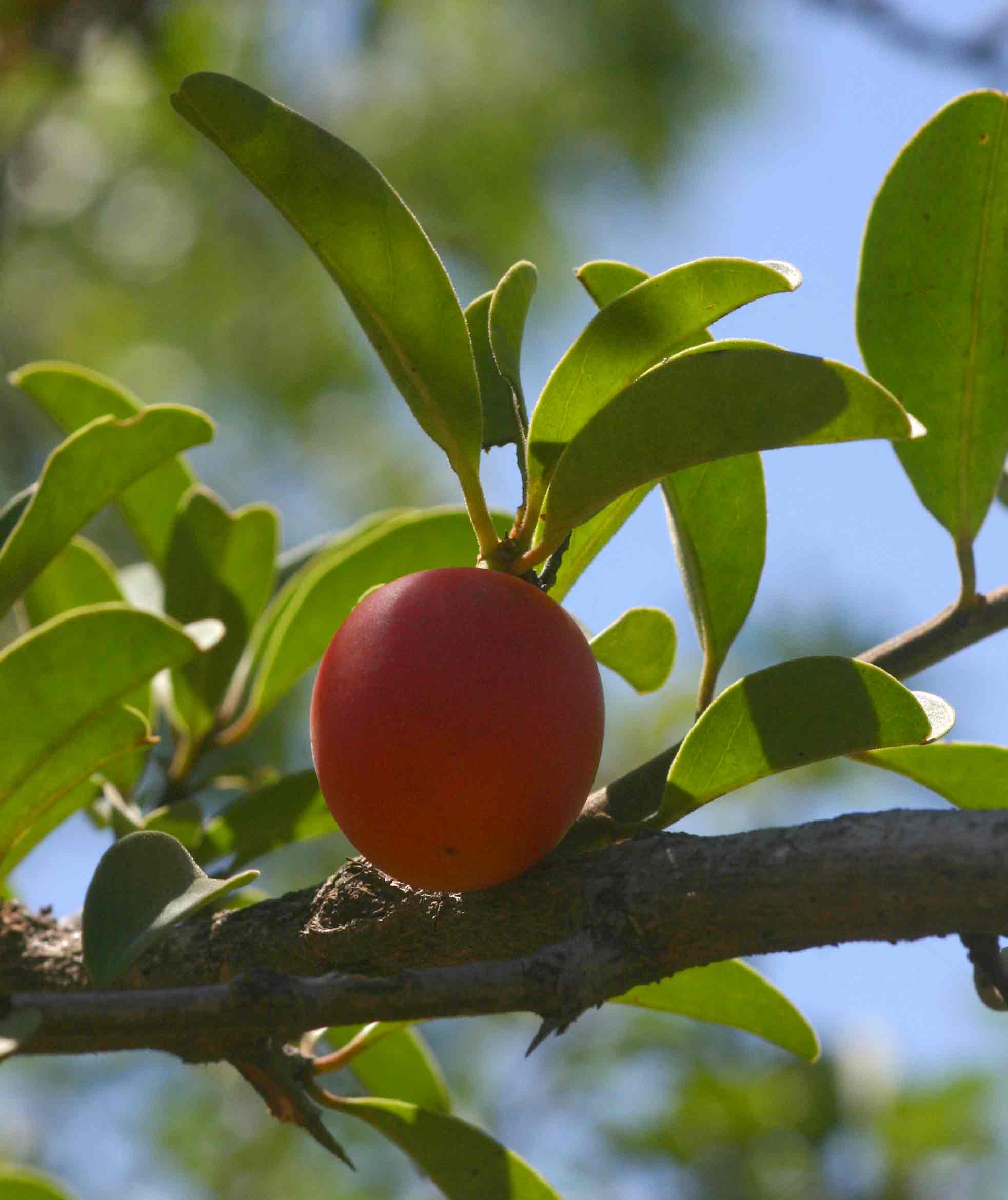 Ximenia caffra var. caffra