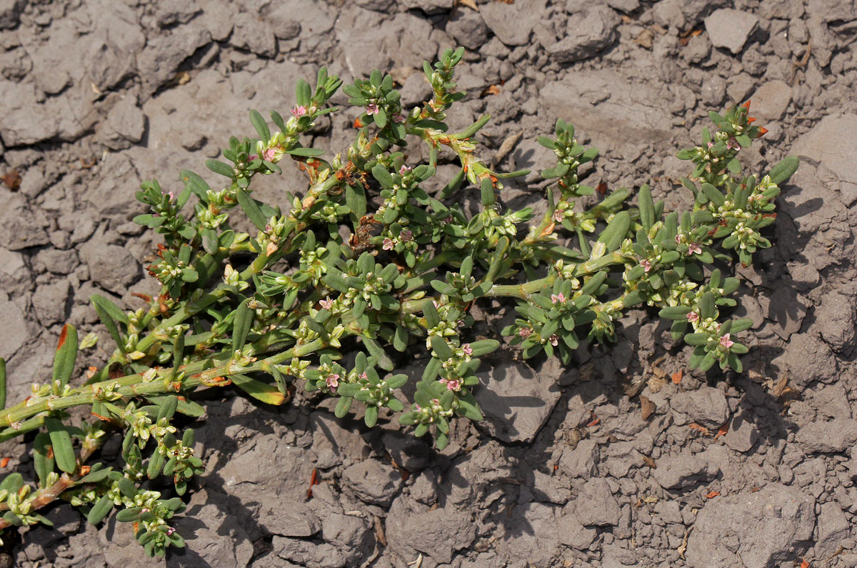 Polygonum plebeium
