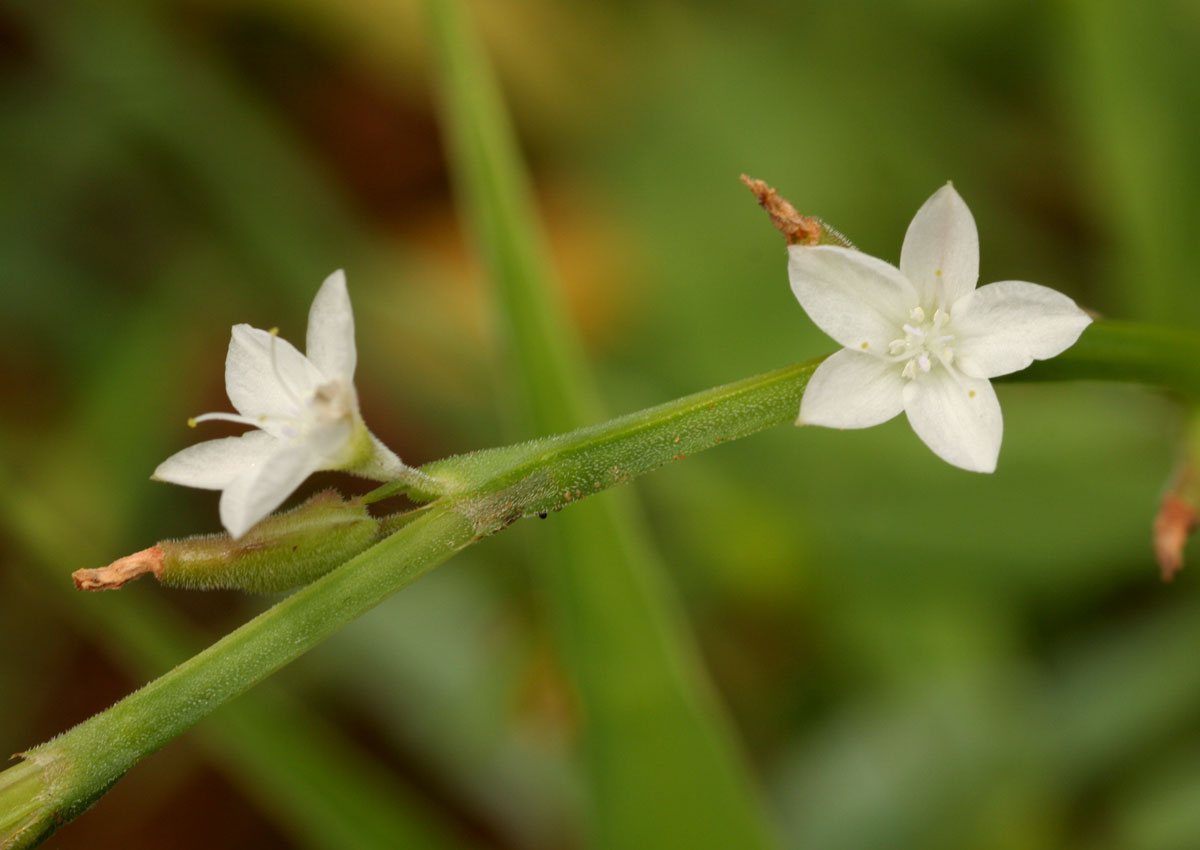 Oxygonum delagoense
