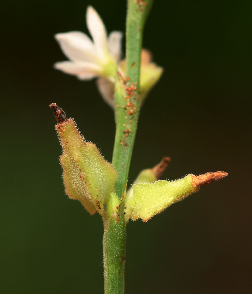 Oxygonum delagoense