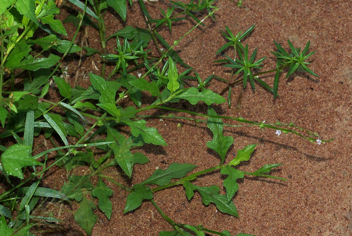 Oxygonum sinuatum