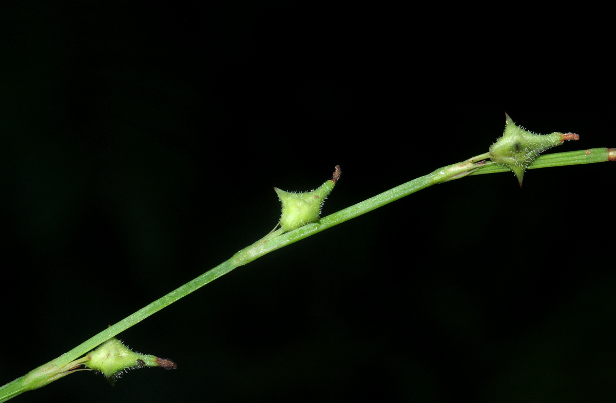 Oxygonum sinuatum