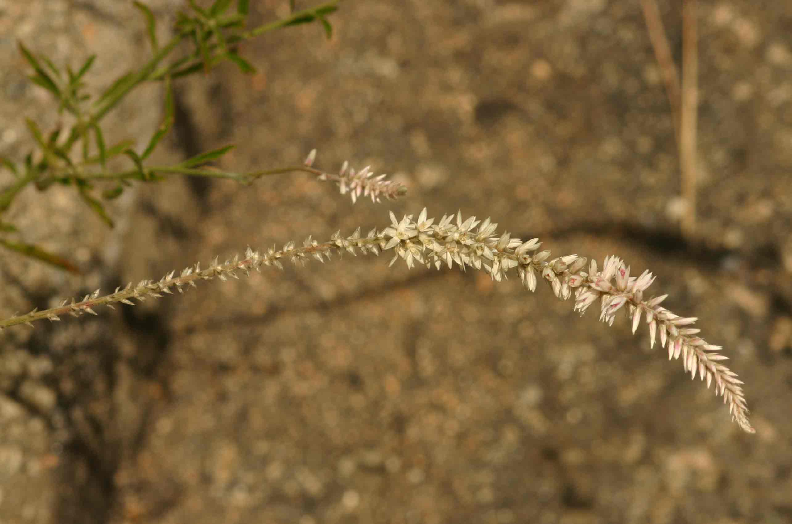 Hermbstaedtia odorata var. albi-rosea