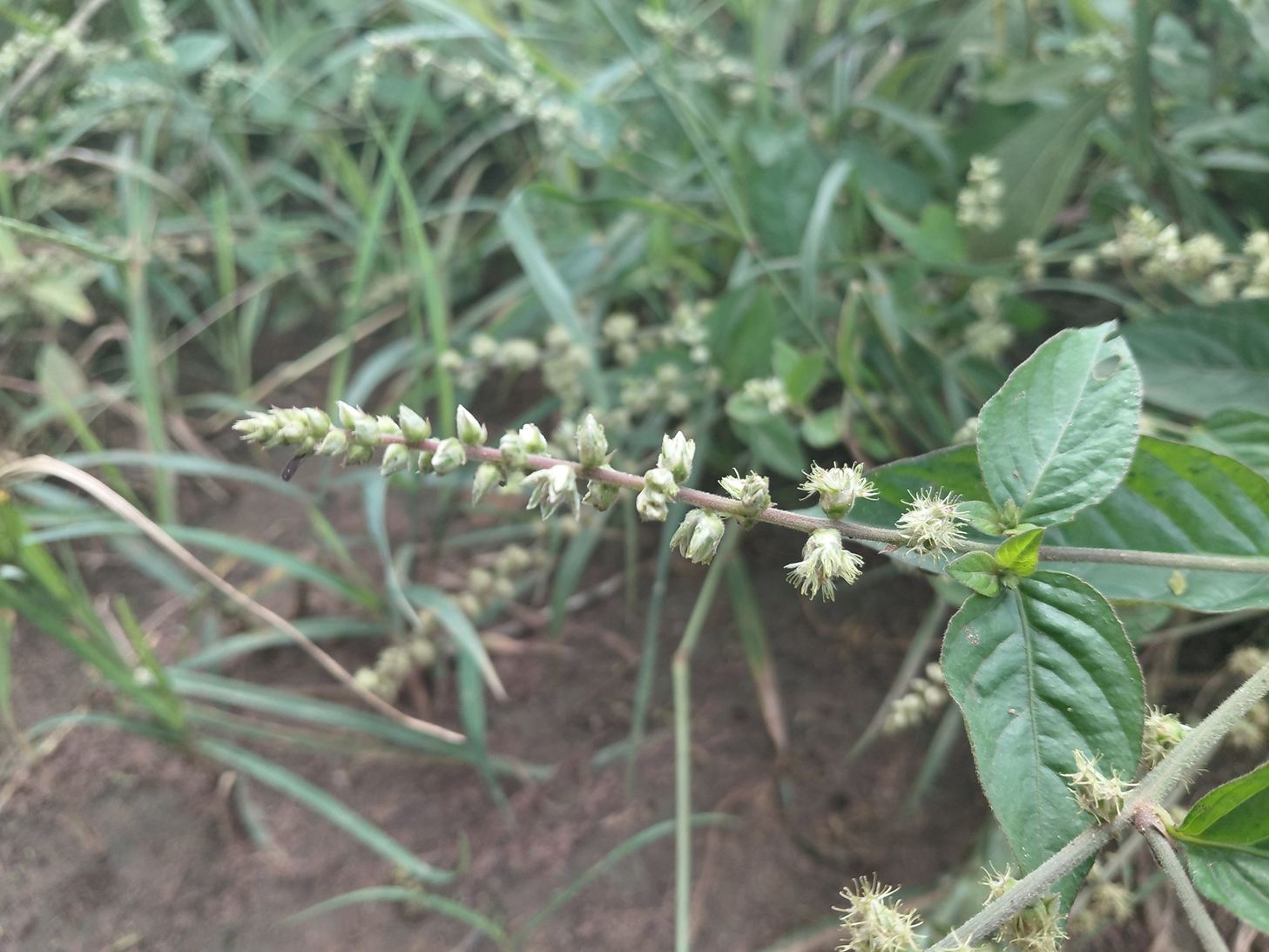 Pupalia micrantha Pupalia micrantha
