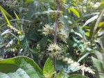 Pupalia micrantha