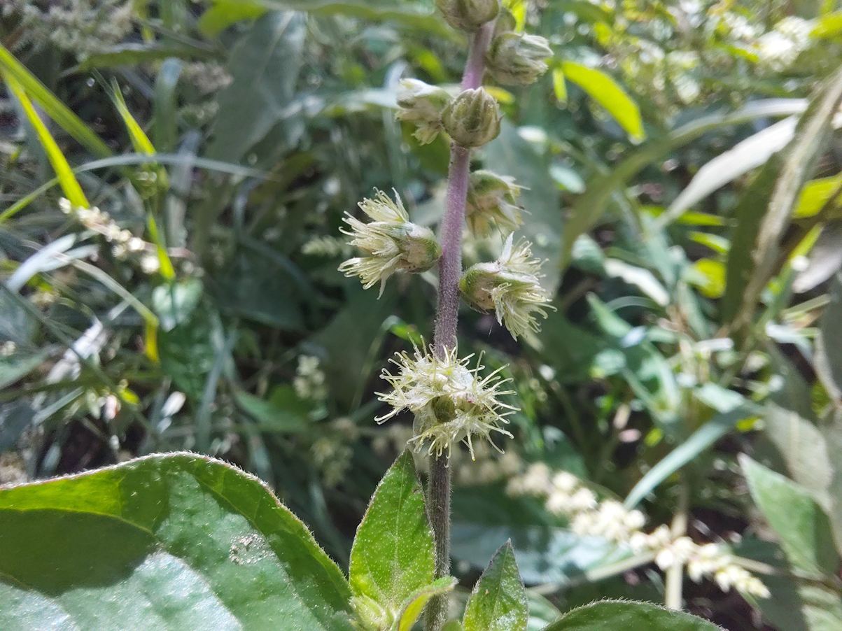 Pupalia micrantha Pupalia micrantha
