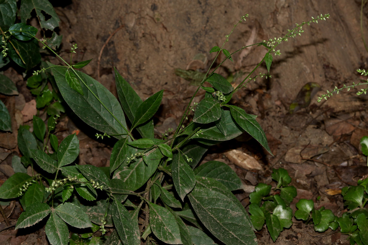 Pupalia micrantha