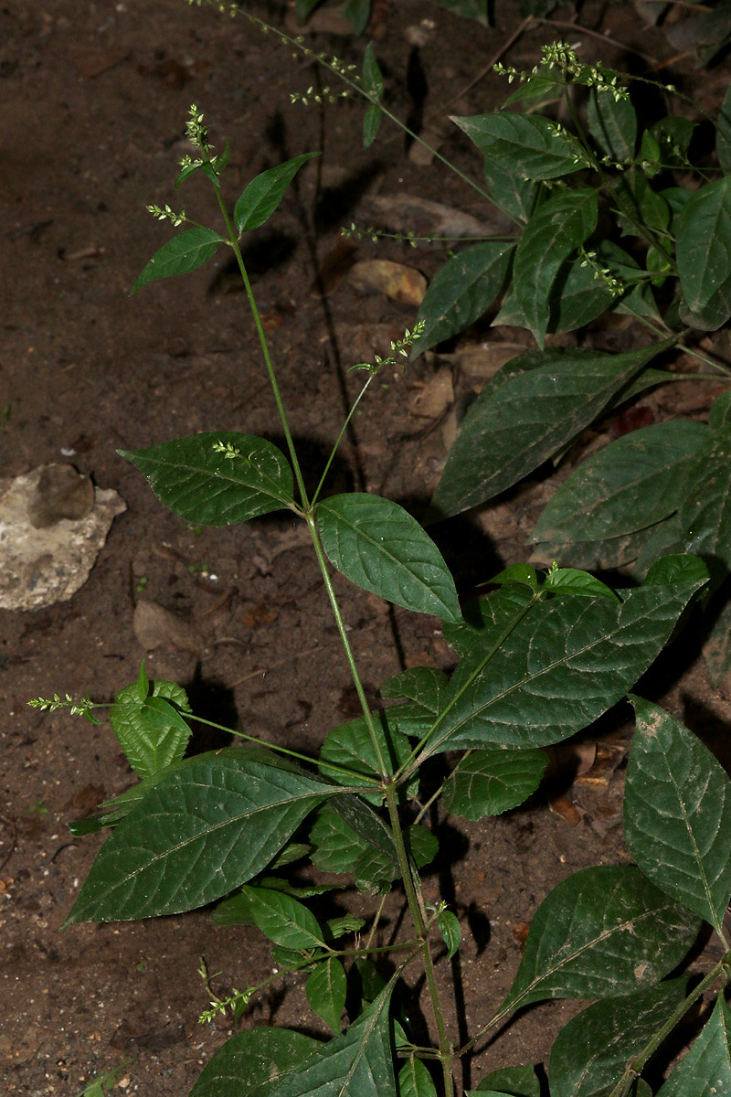 Pupalia micrantha