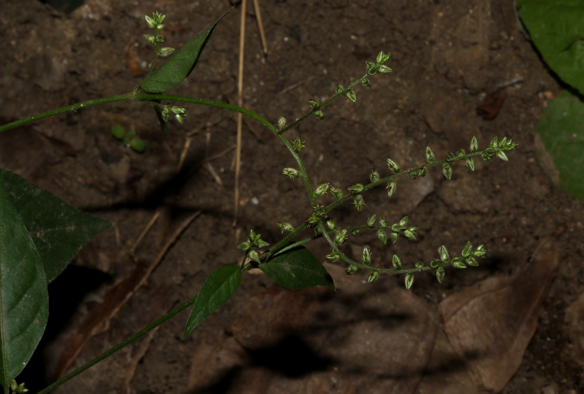 Pupalia micrantha