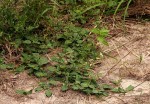 Boerhavia diffusa