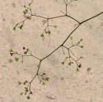 Boerhavia diffusa