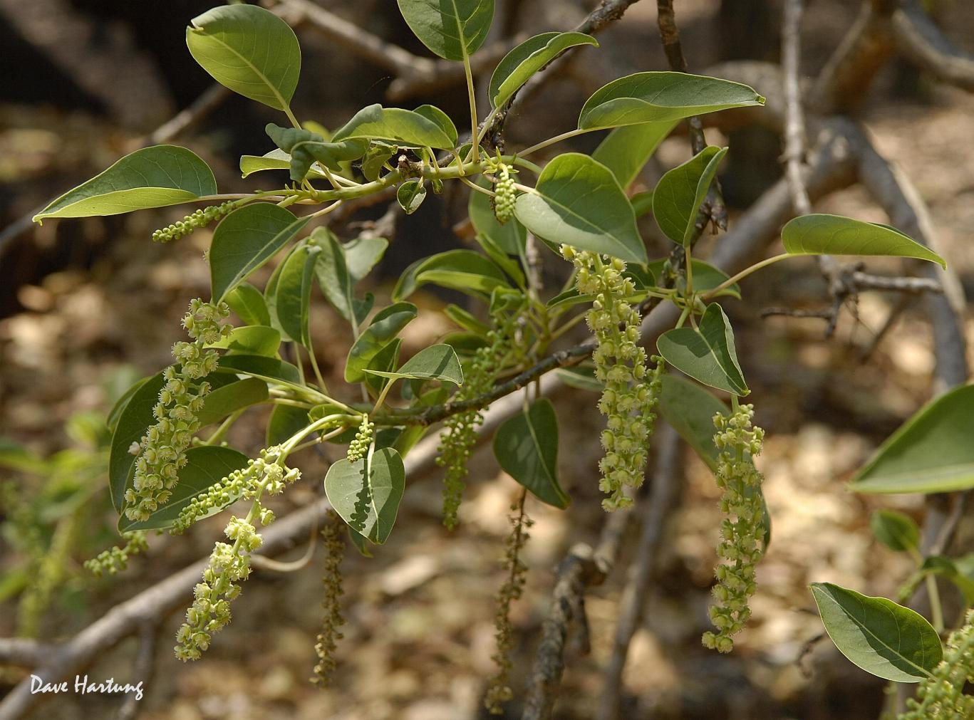 Phytolacca dioica