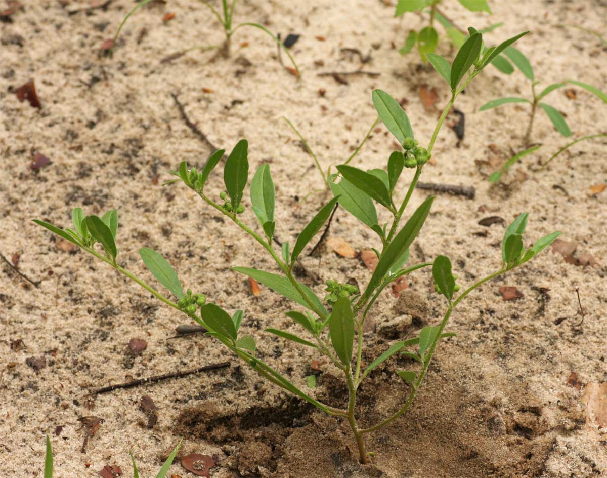 Limeum viscosum subsp. viscosum var. kraussii