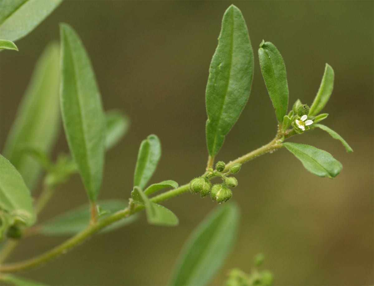 Limeum viscosum subsp. viscosum var. kraussii