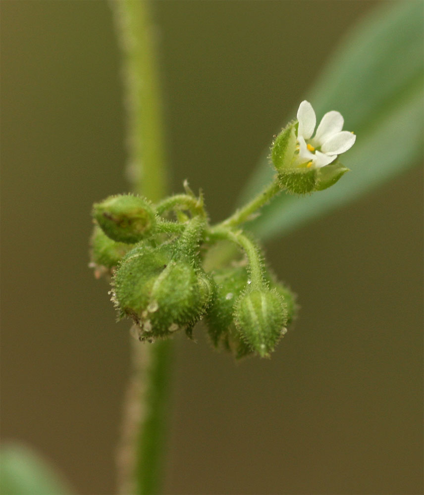 Limeum viscosum subsp. viscosum var. kraussii