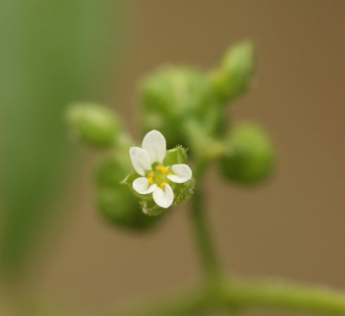 Limeum viscosum subsp. viscosum var. kraussii