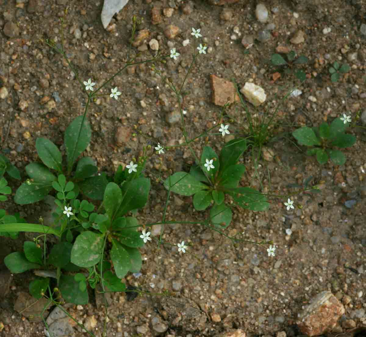 Mollugo nudicaulis