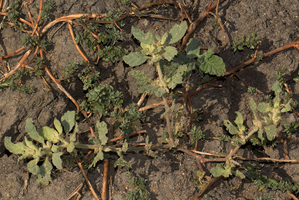 Glinus lotoides var. lotoides