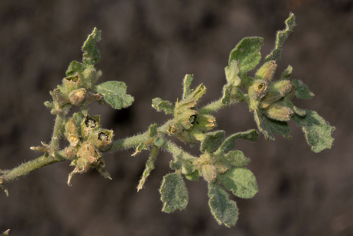 Glinus lotoides var. lotoides