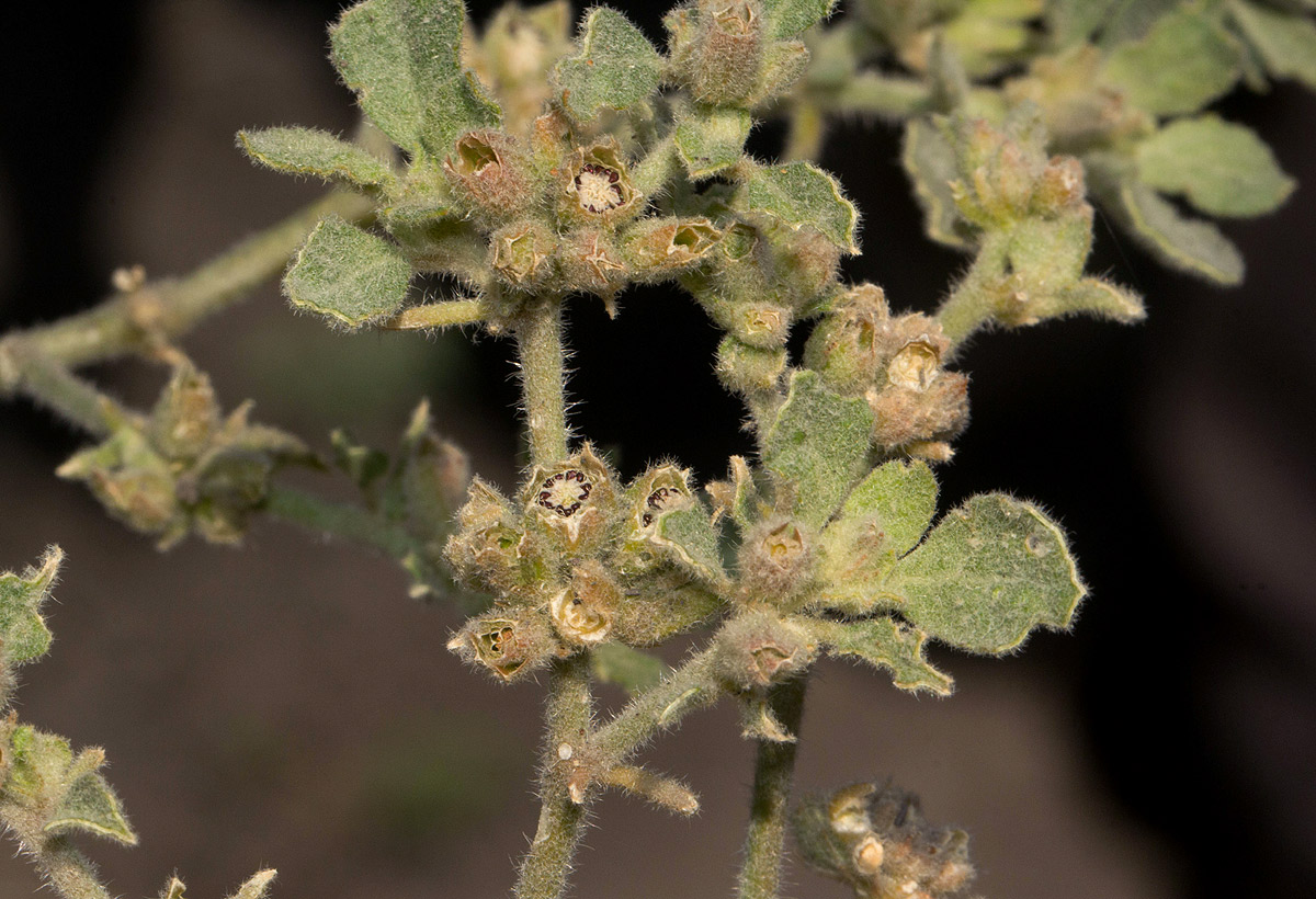 Glinus lotoides var. lotoides