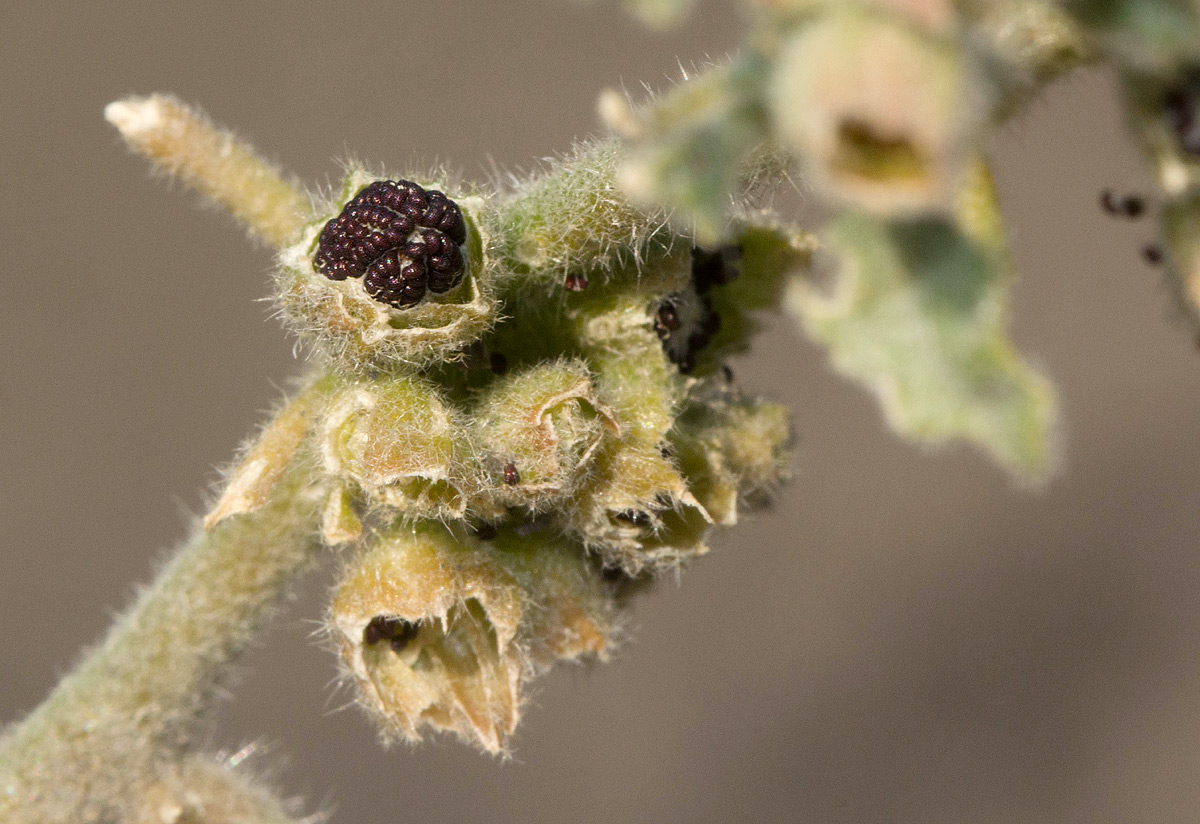 Glinus lotoides var. lotoides