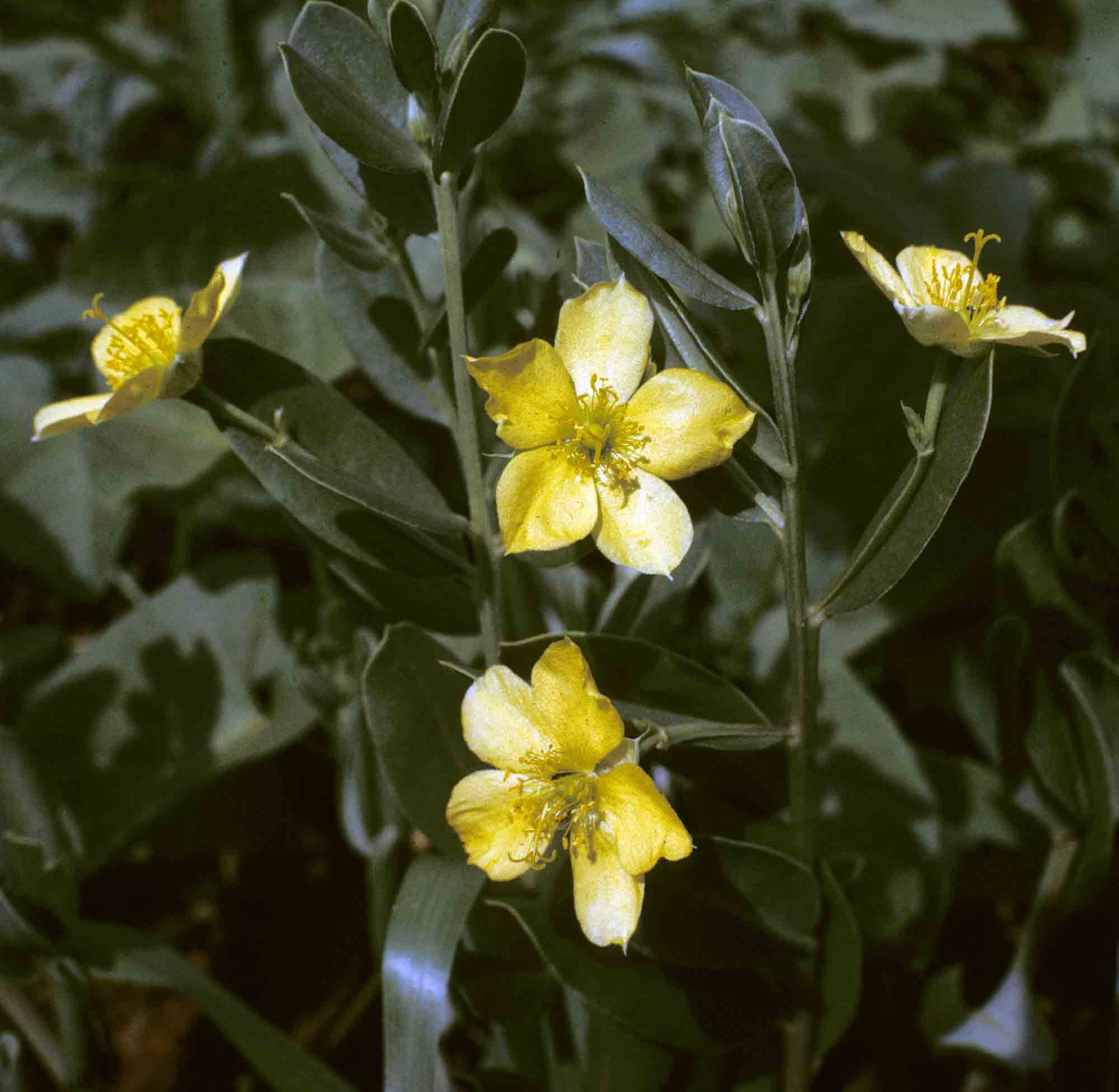 Talinum arnotii