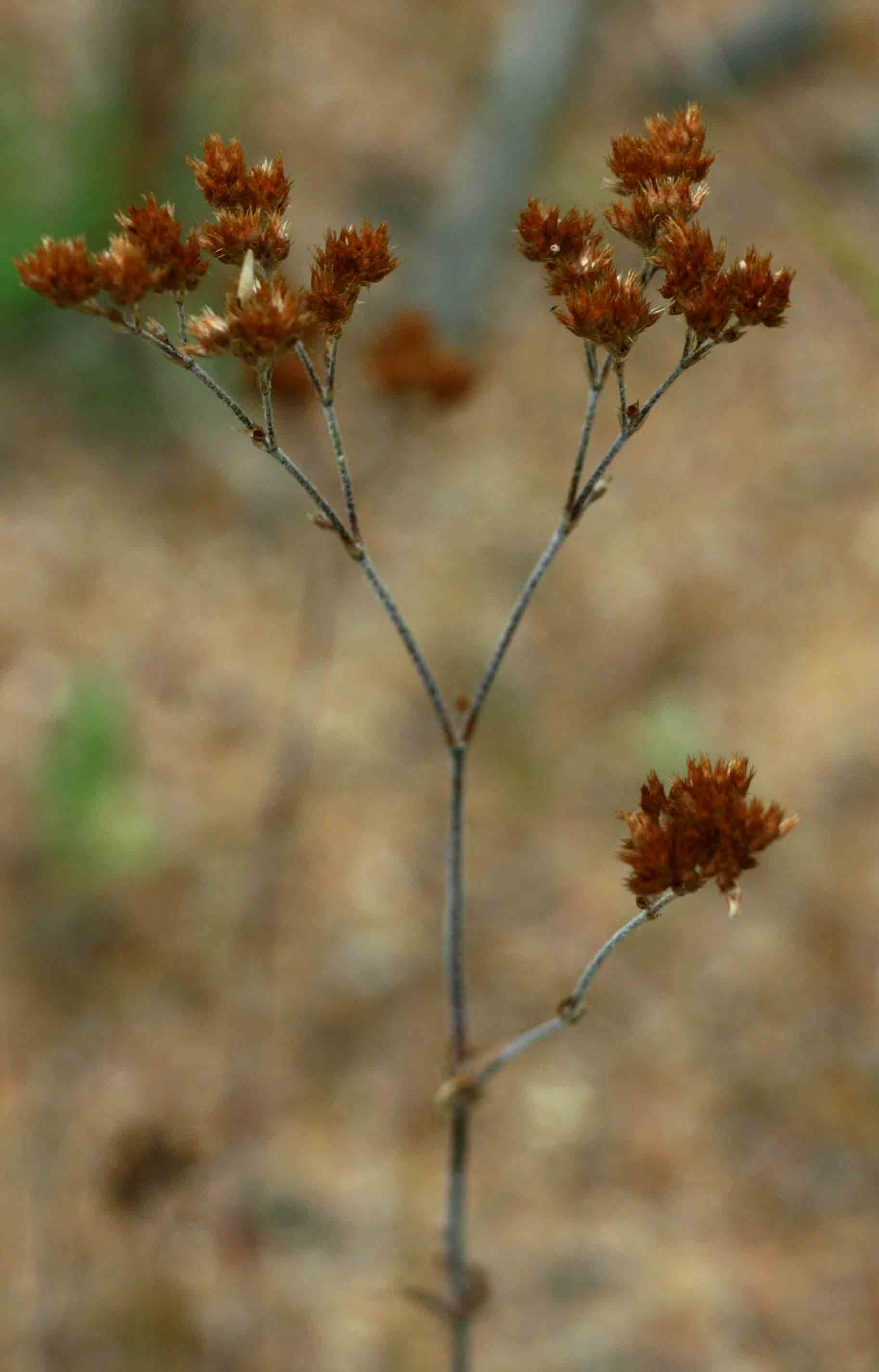Polycarpaea corymbosa