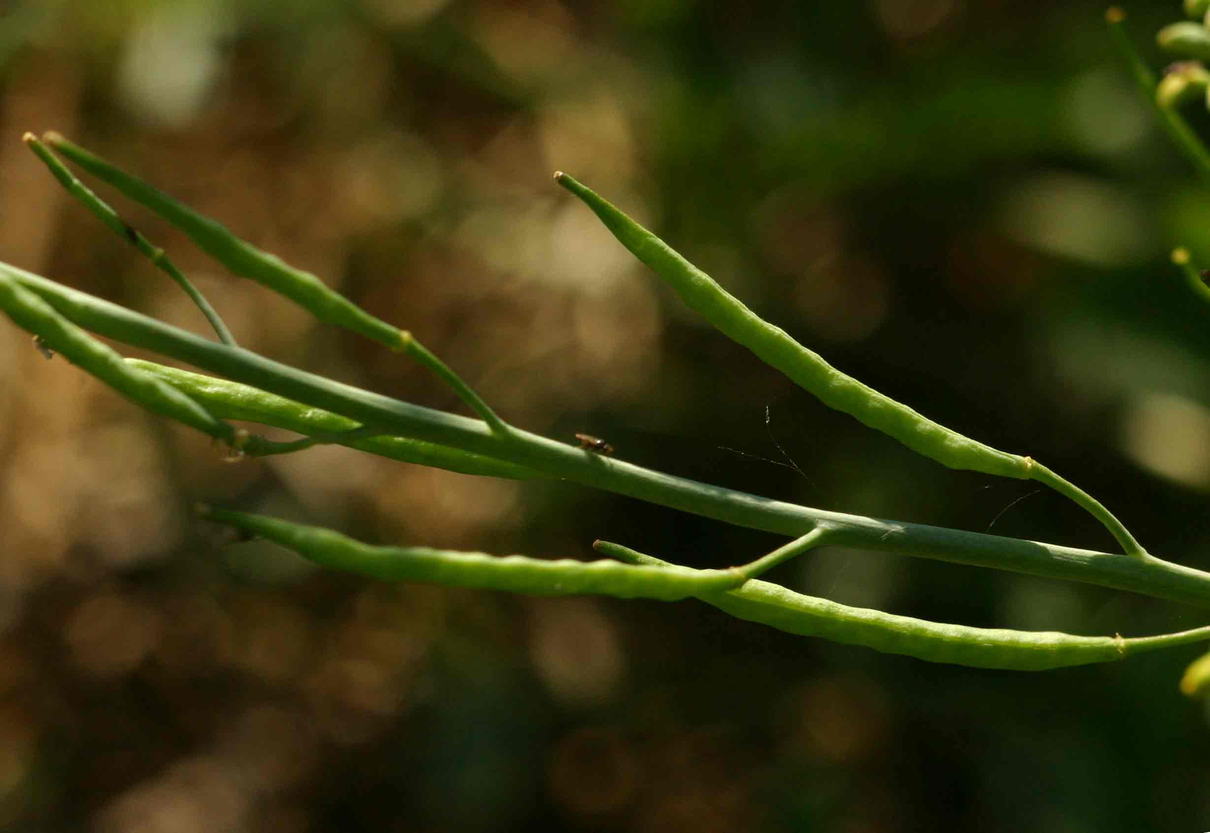 Brassica juncea