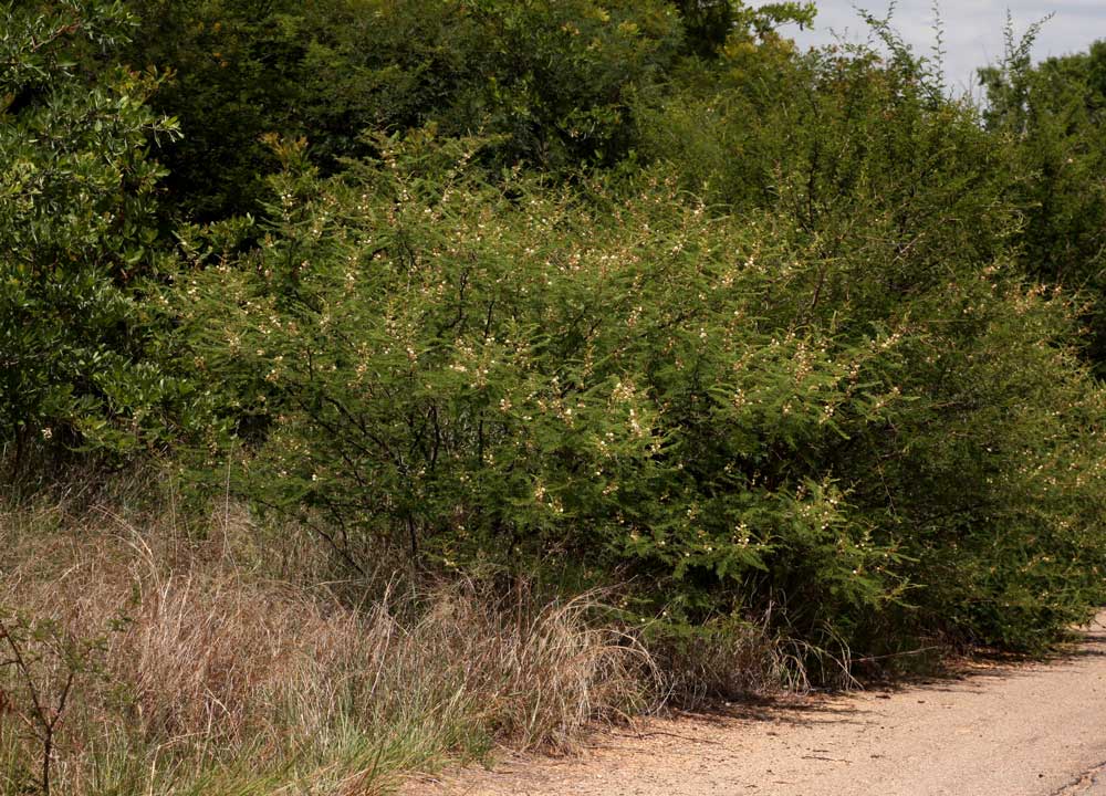 Acacia arenaria