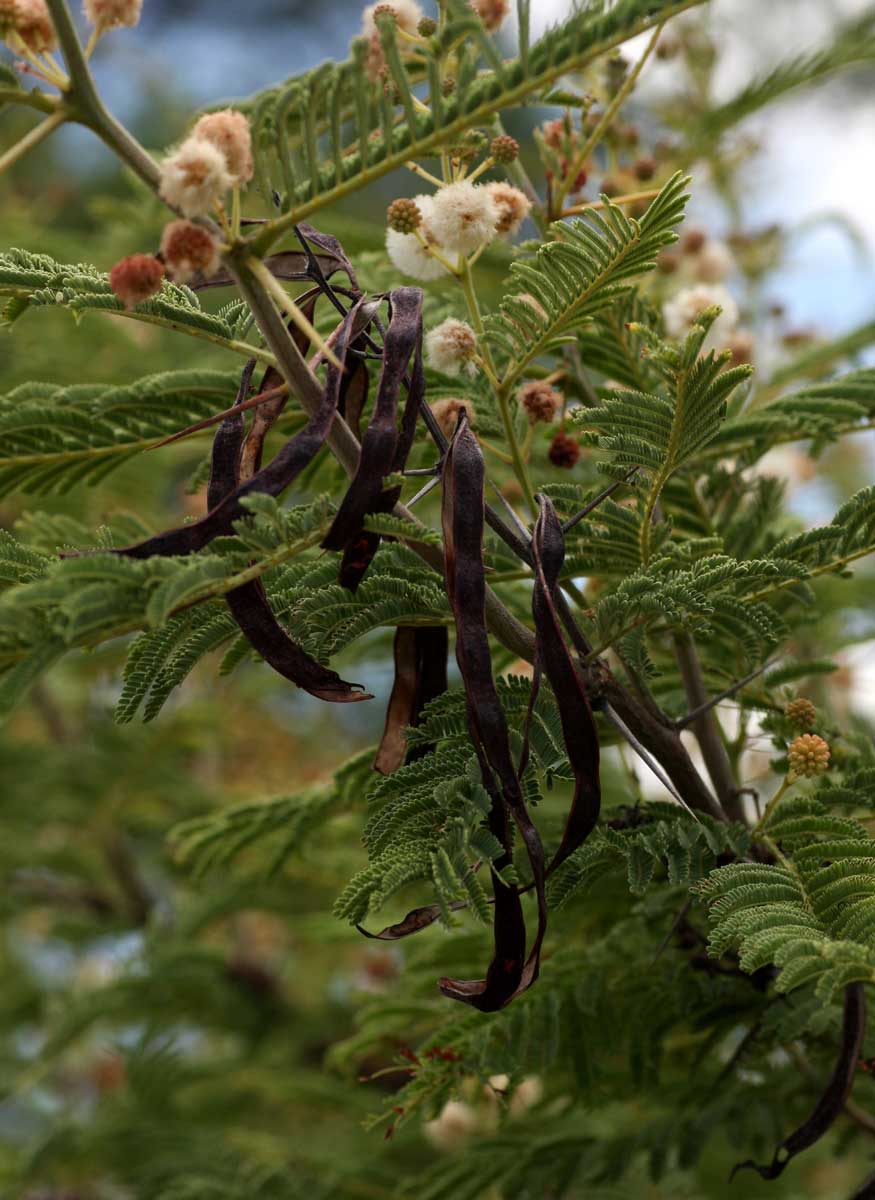 Acacia arenaria