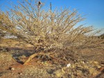 Acacia stuhlmannii