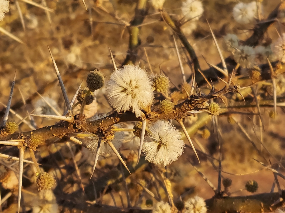 Acacia stuhlmannii Acacia stuhlmannii