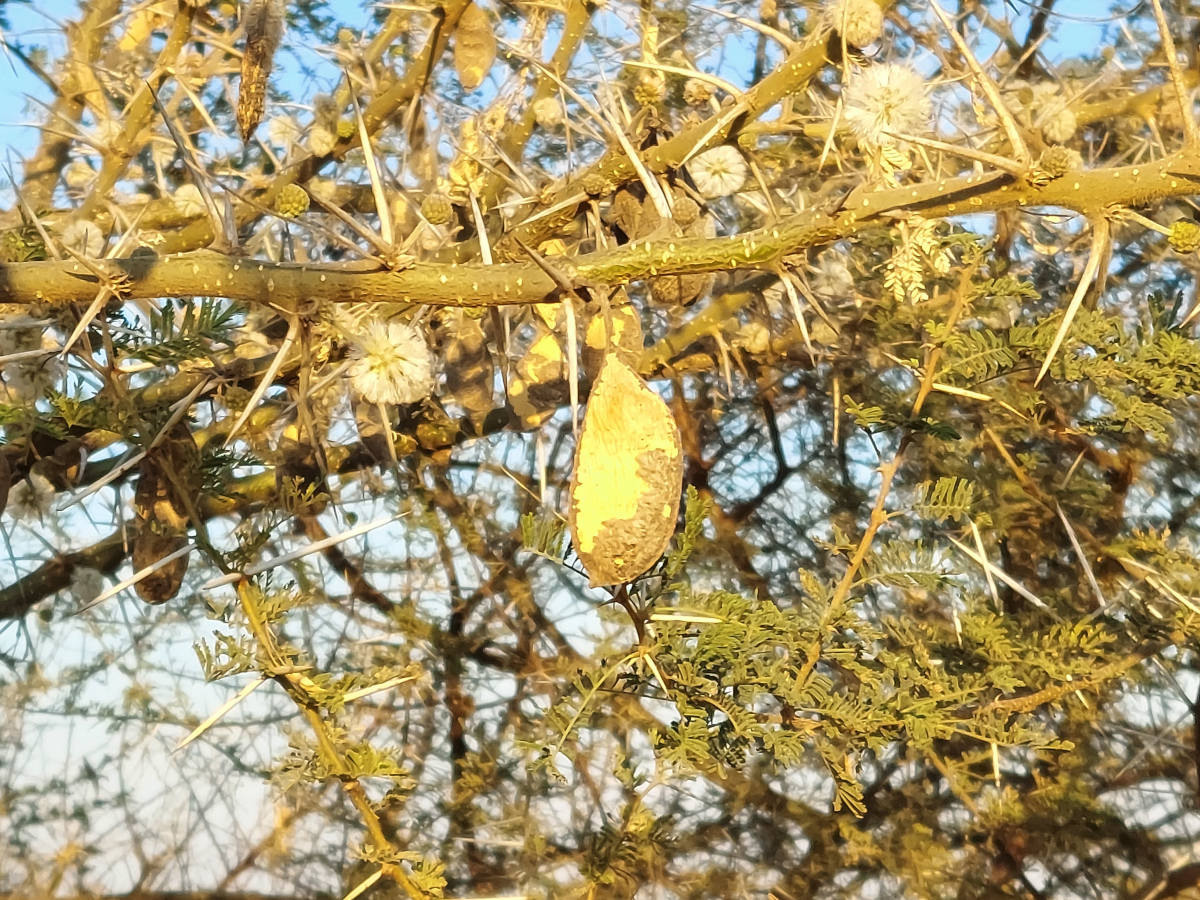 Acacia stuhlmannii Acacia stuhlmannii