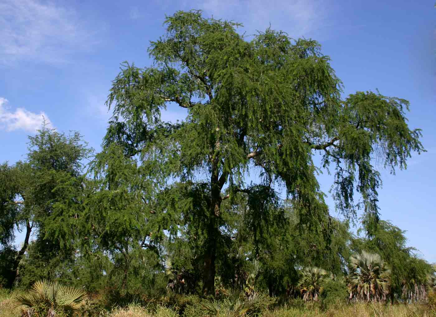 Faidherbia albida