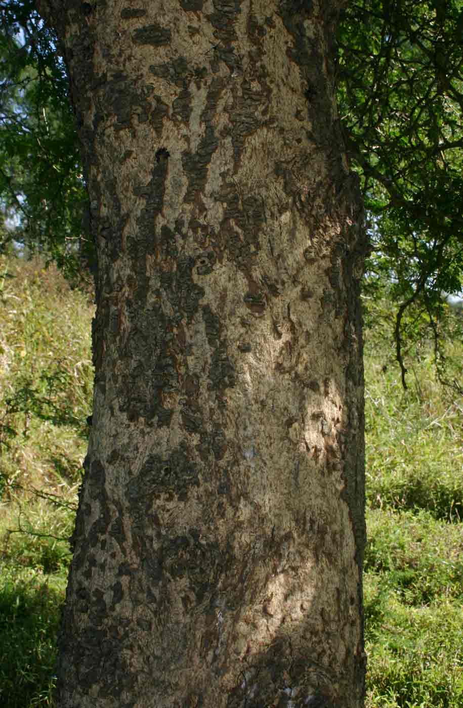 Faidherbia albida