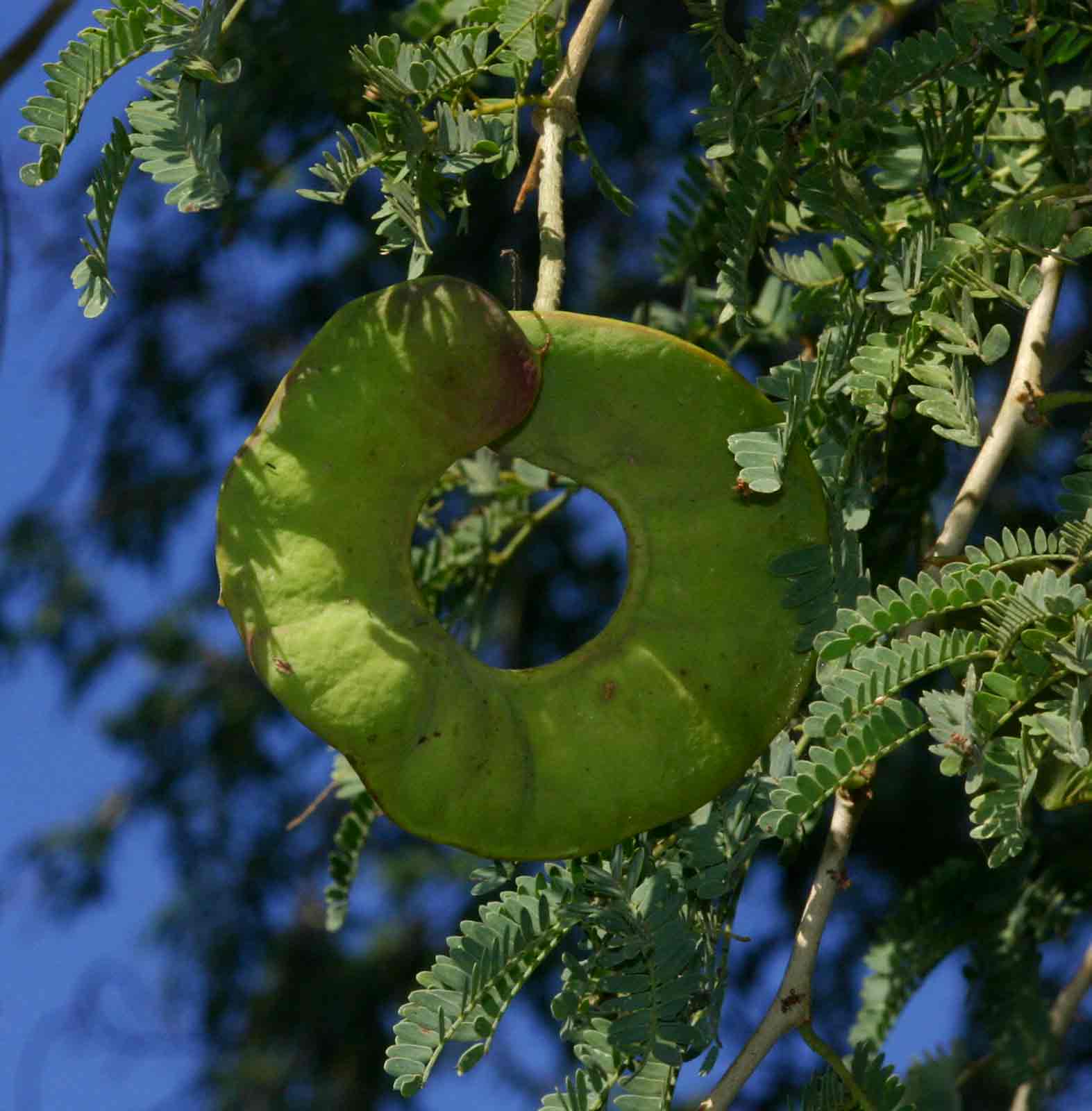 Faidherbia albida