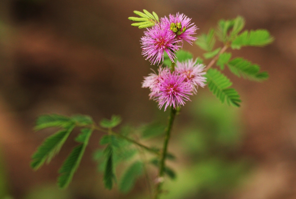 Mimosa pigra