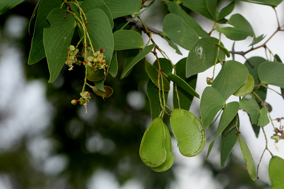Colophospermum mopane