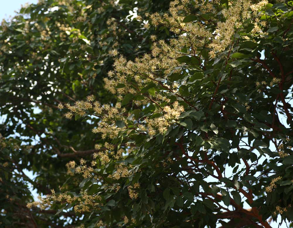 Guibourtia coleosperma