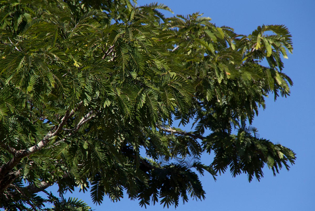 Brachystegia boehmii