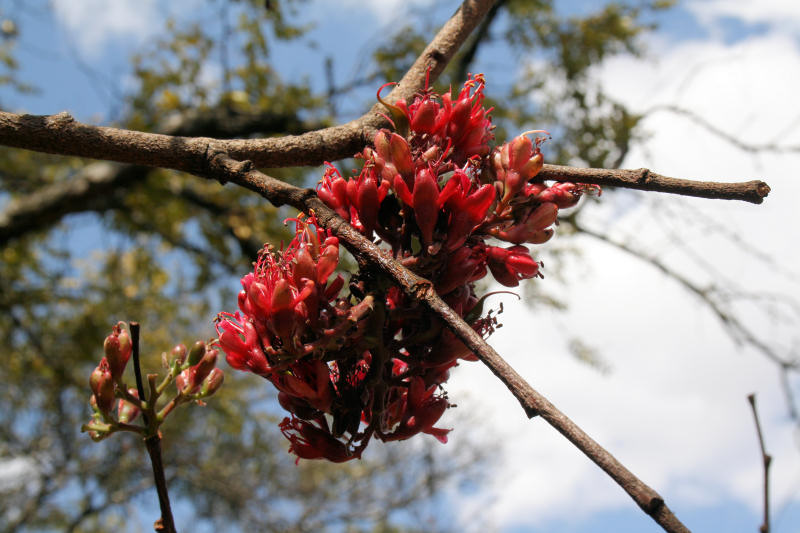 Schotia brachypetala