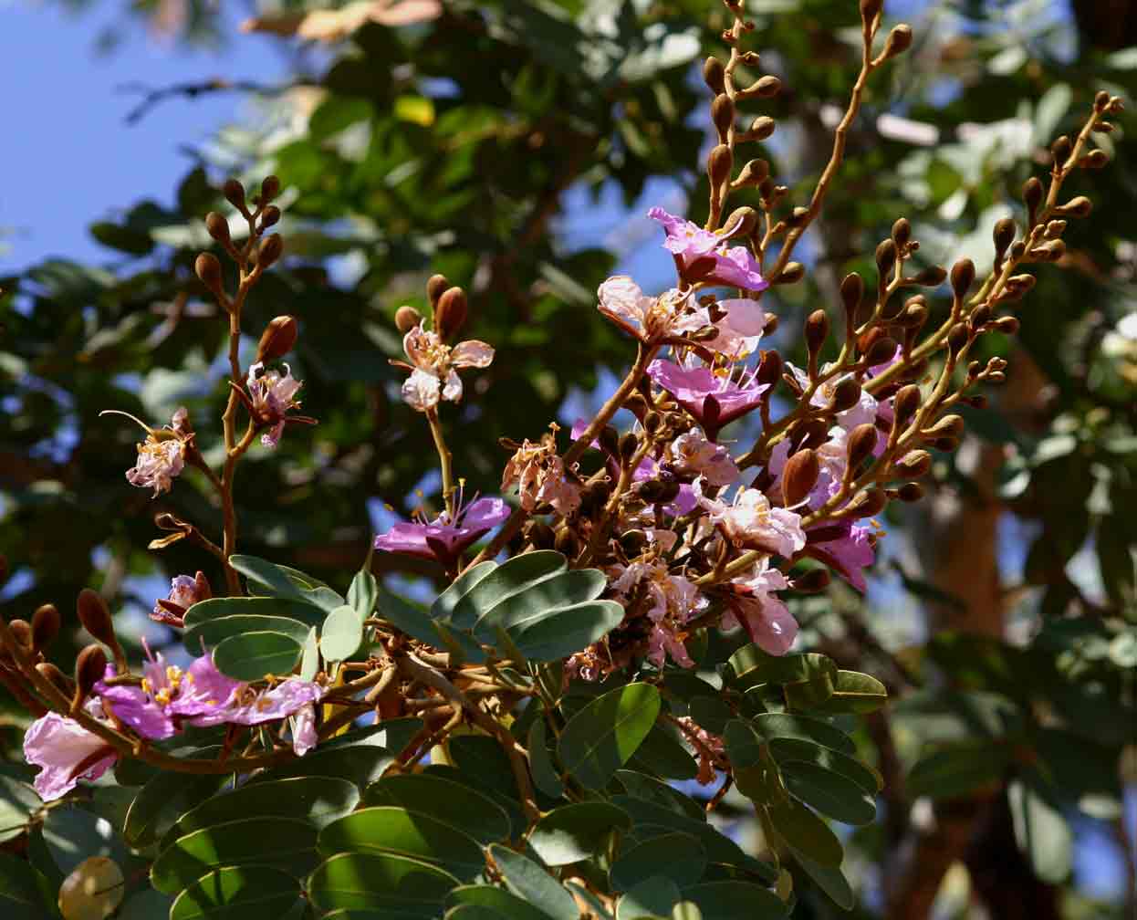 Baikiaea plurijuga