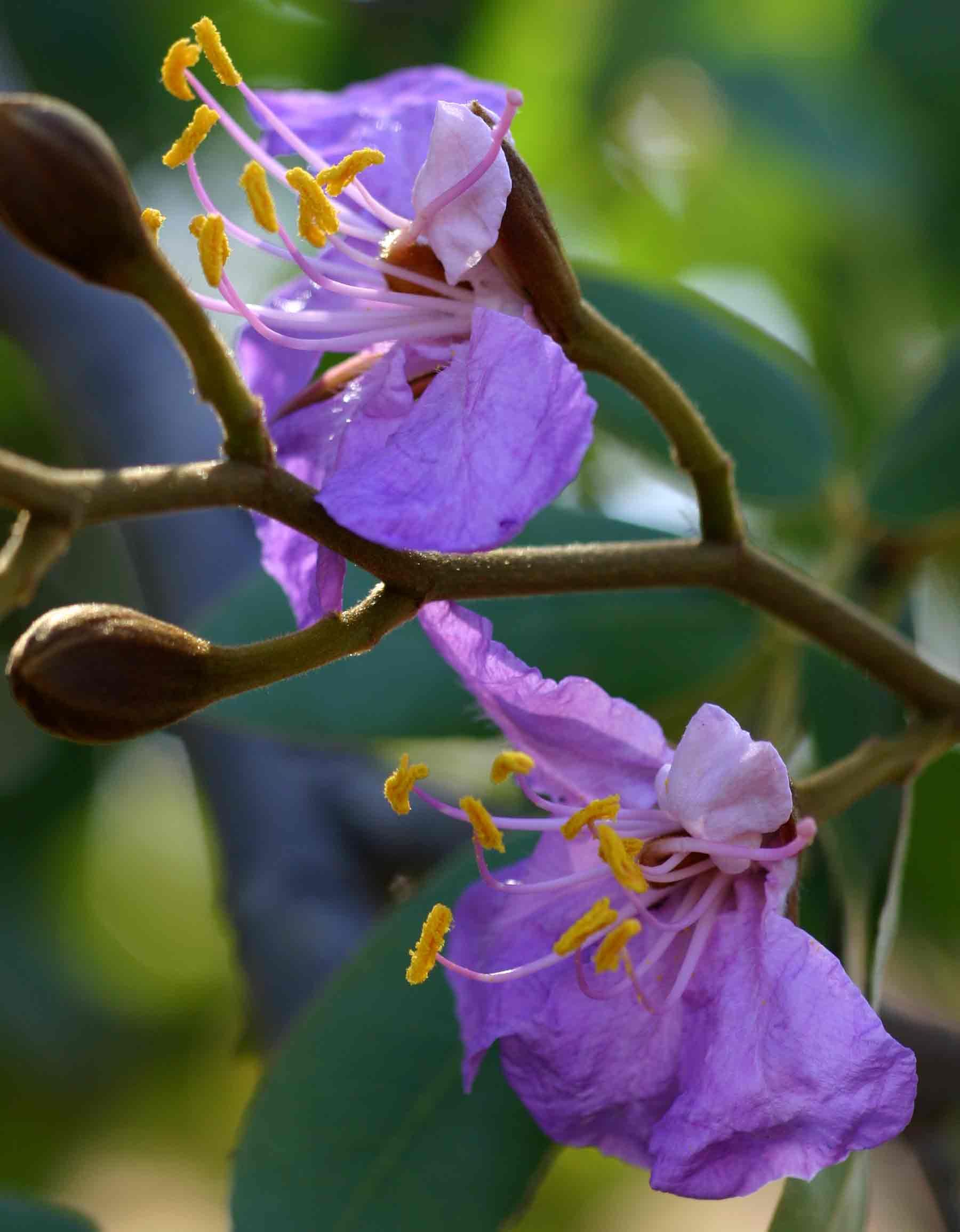 Baikiaea plurijuga