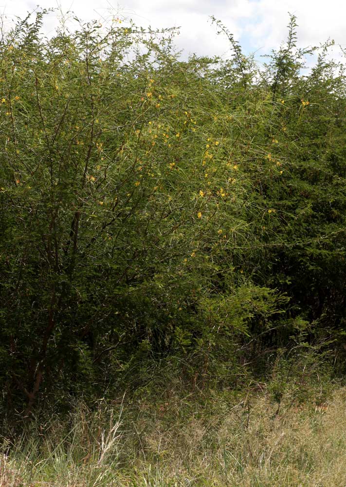 Parkinsonia aculeata