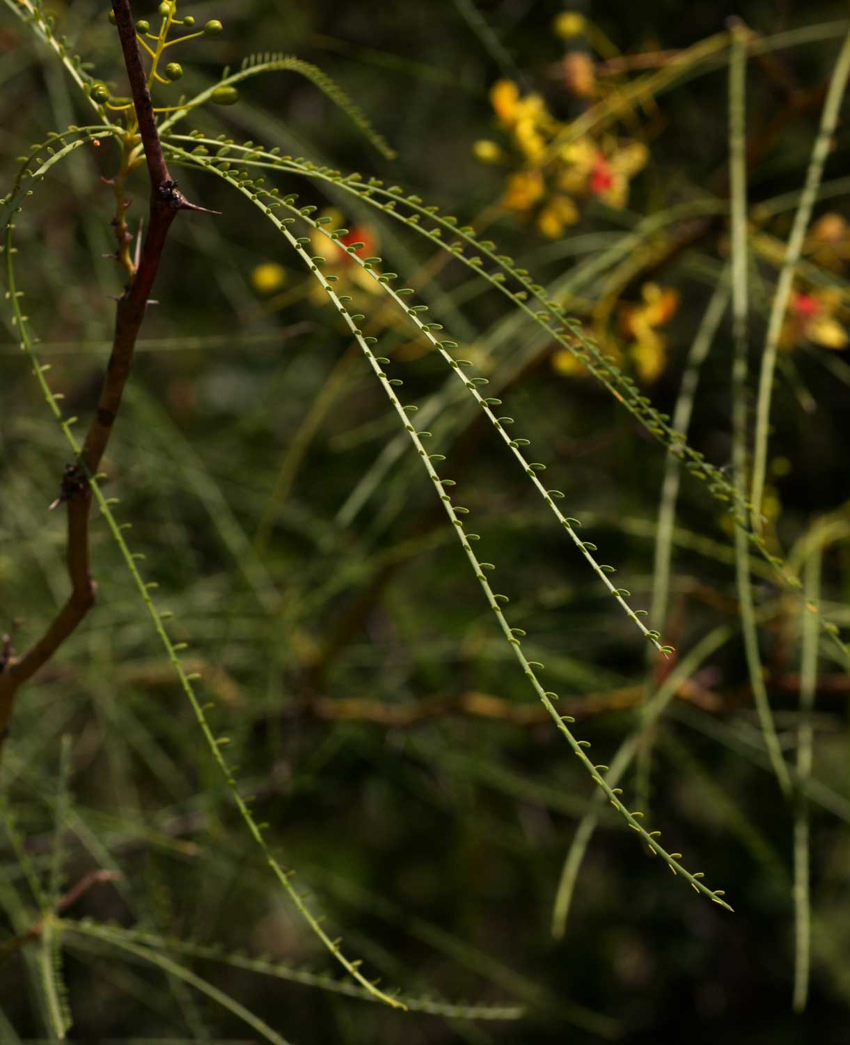 Parkinsonia aculeata