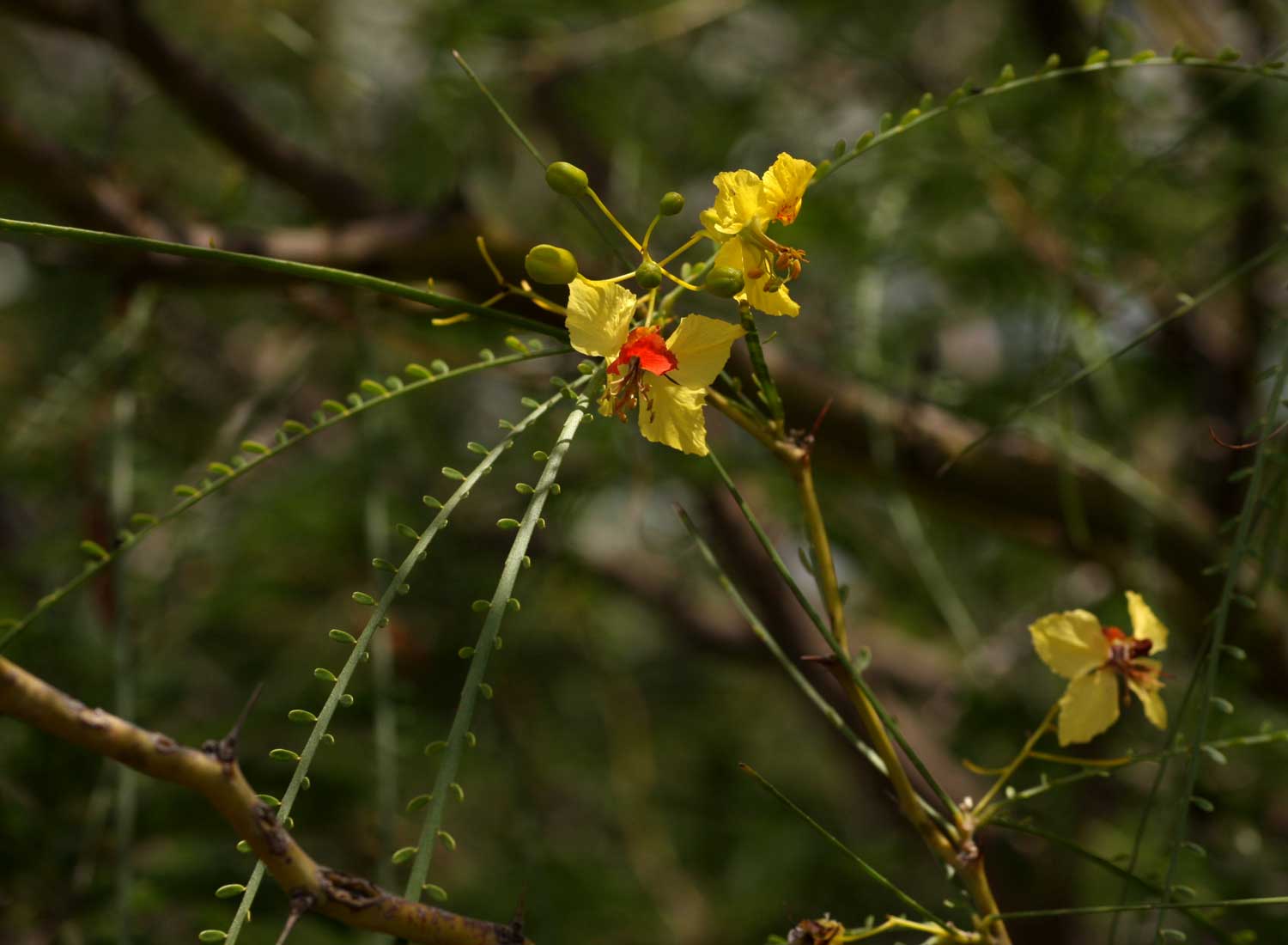Parkinsonia aculeata