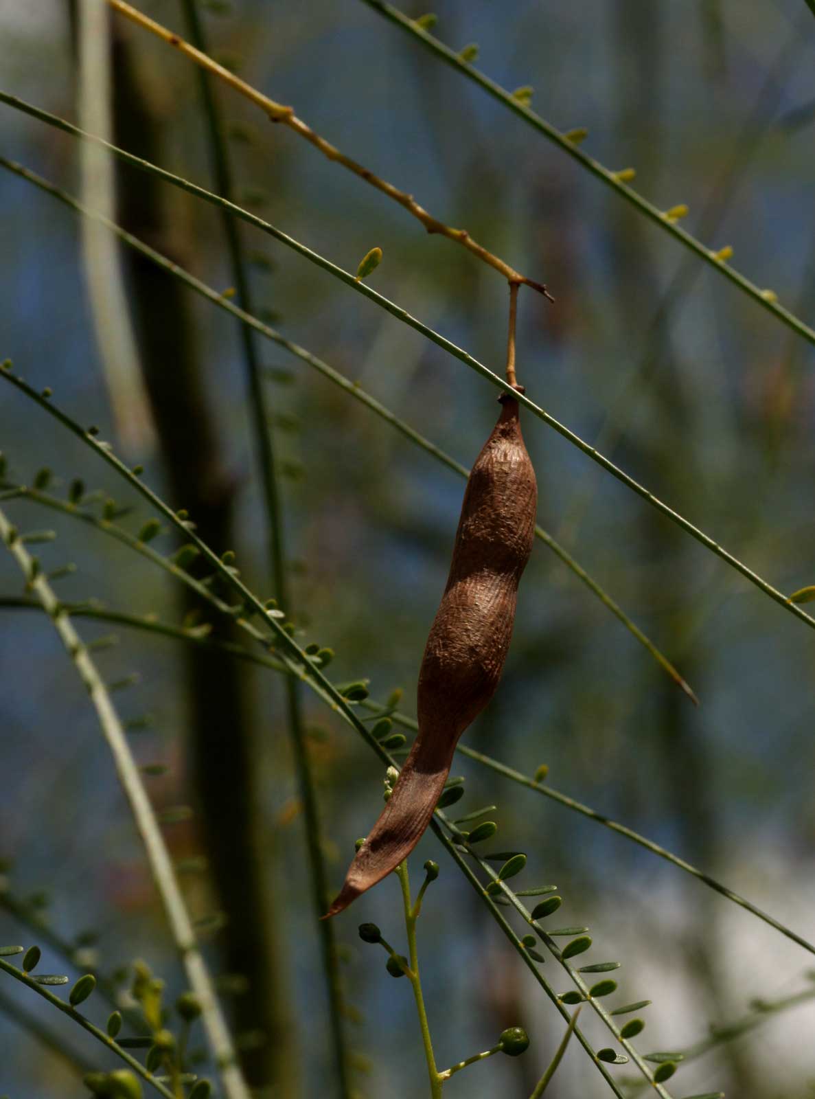 Parkinsonia aculeata