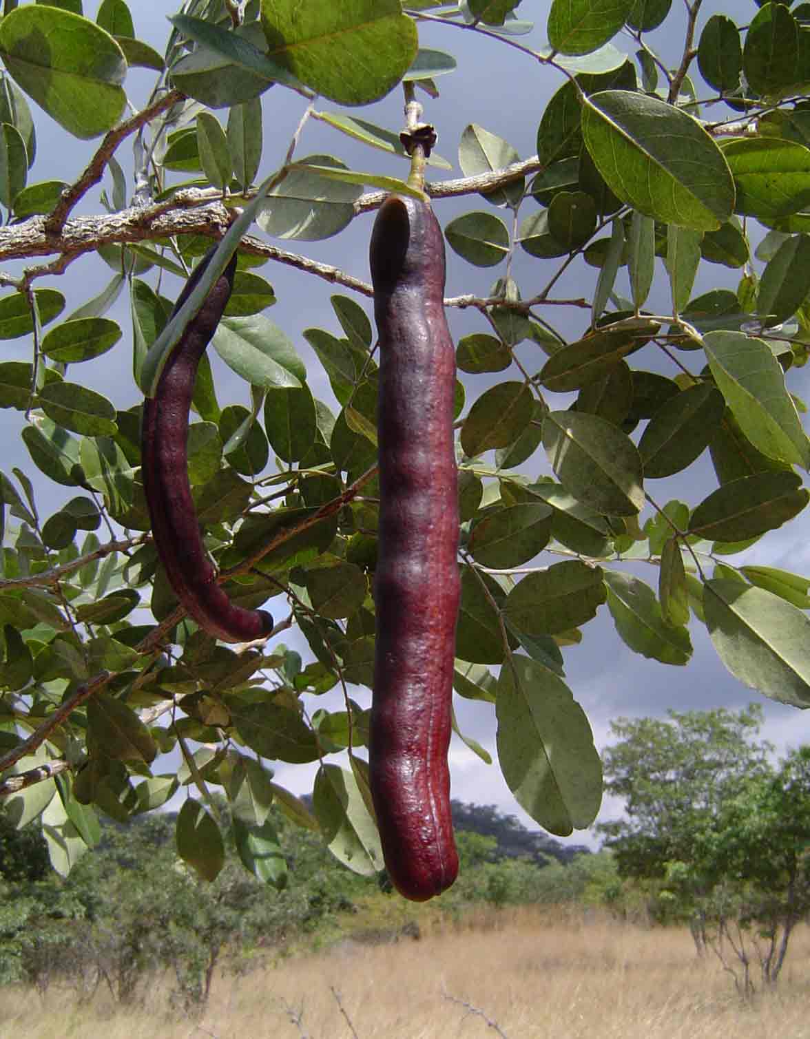 Bobgunnia madagascariensis
